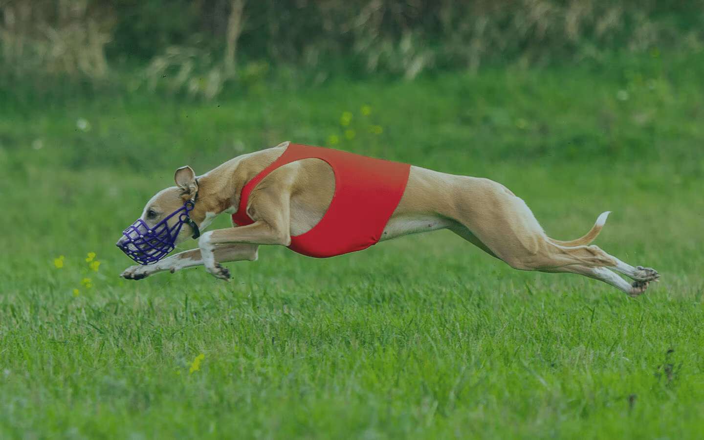 Melhores casas de apostas para apostar em Galgos