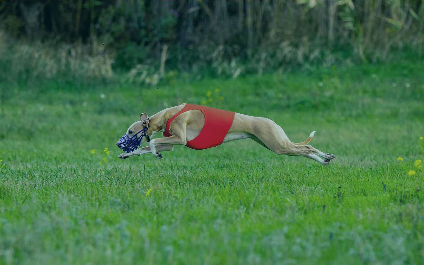 Como apostar em galgos ao vivo