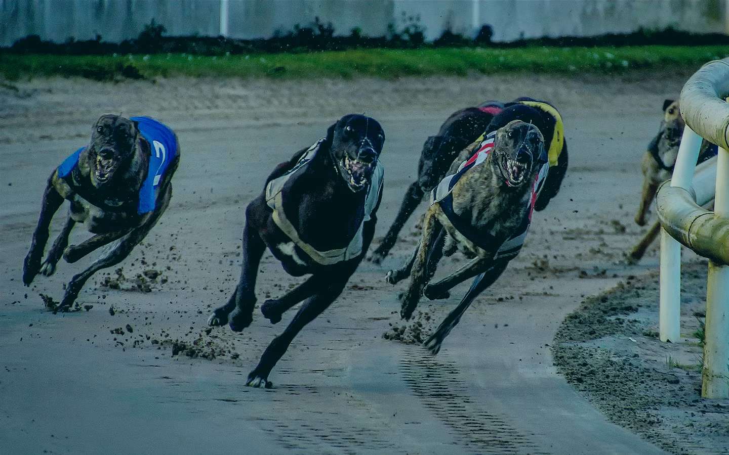 Corridas de galgos UK Yarmouth 09/09/2024
