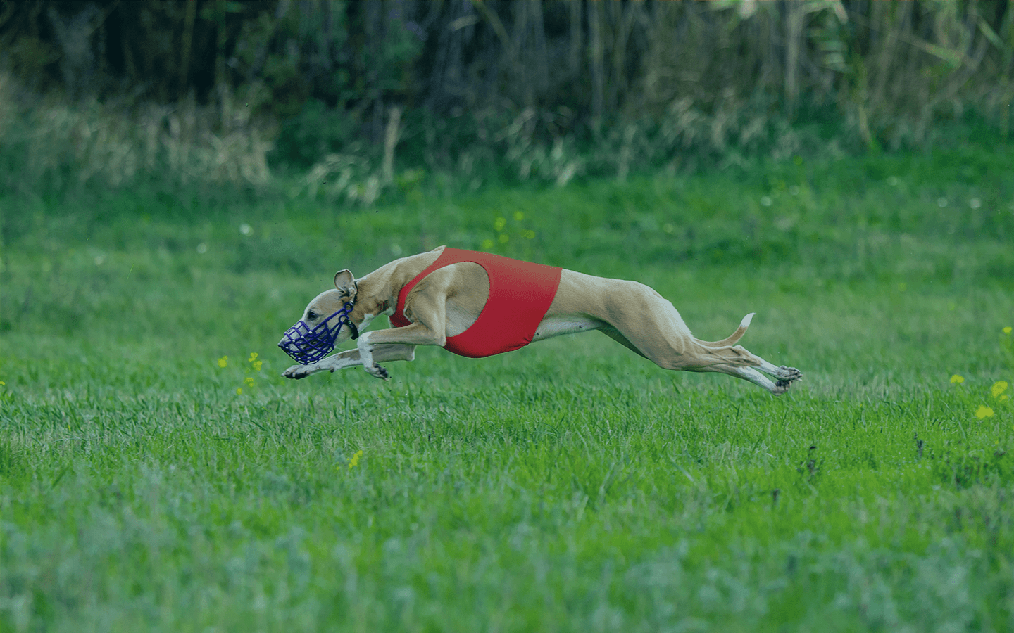 Como apostar em galgos na Bet365