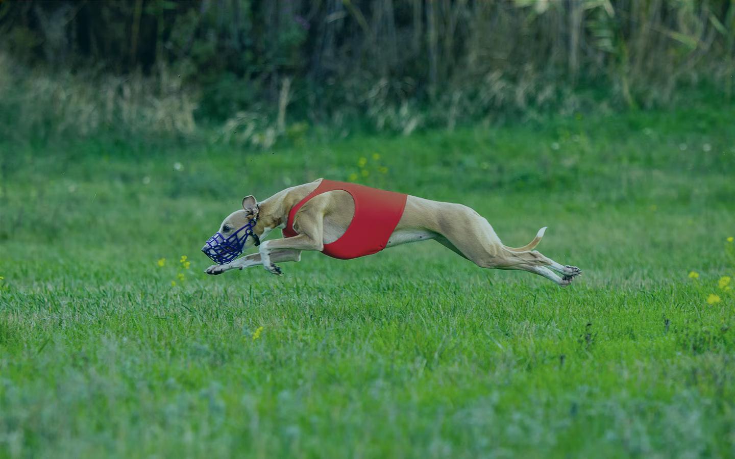 Como apostar em galgos ao vivo