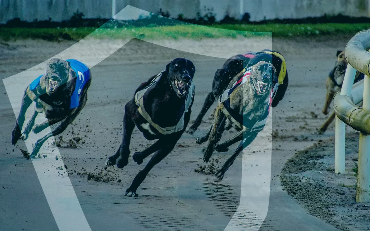 Corridas de galgos UK Nottingham 12/04/24