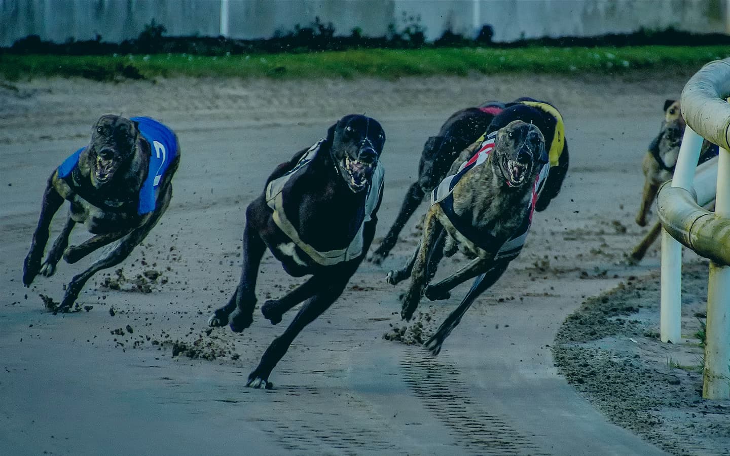 Corridas de galgos UK Hove 07/09/24