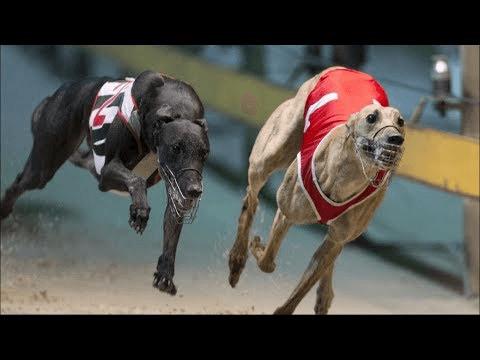 corrida de galgos