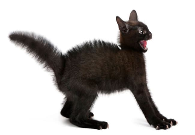 gato preto