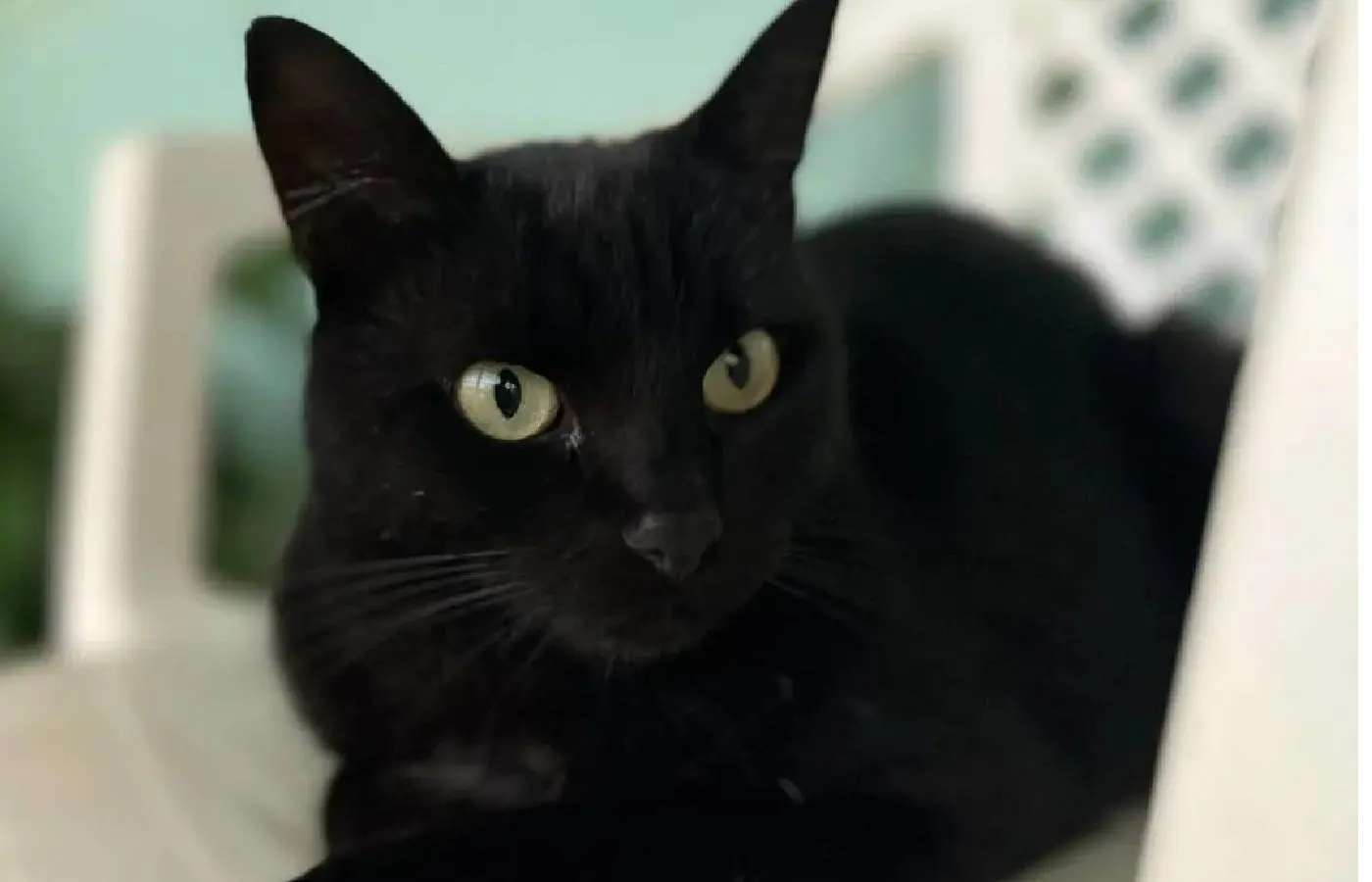 Gato vidente que acertou título do São Paulo, prevê números da Mega da Virada; veja dezenas