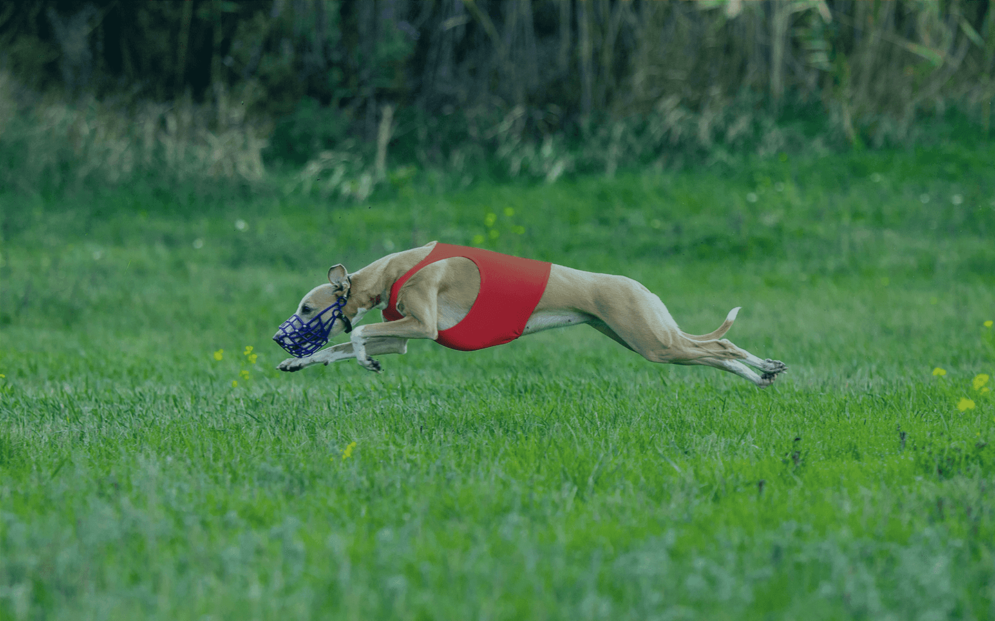 Como apostar em galgos na Bet365