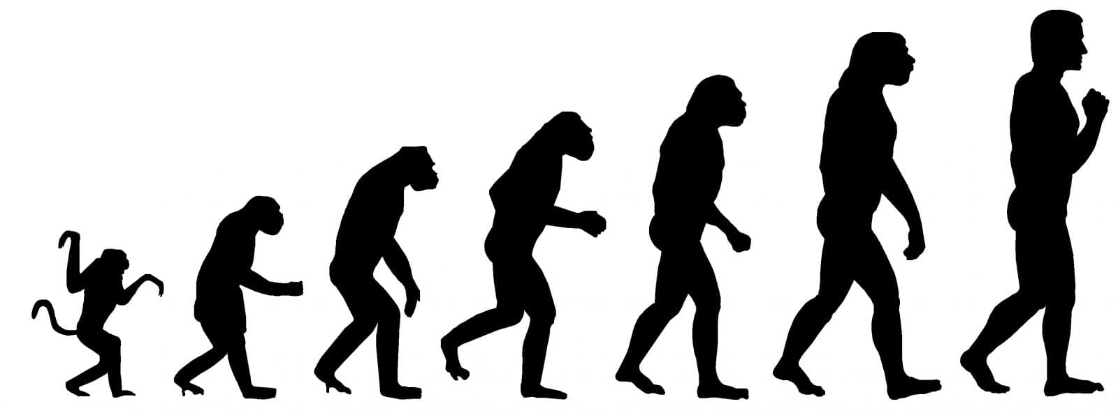 evolulação homo sapiens